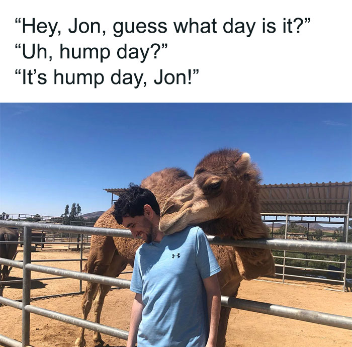 A man with a camel in a pen, text jokes about it being hump day.