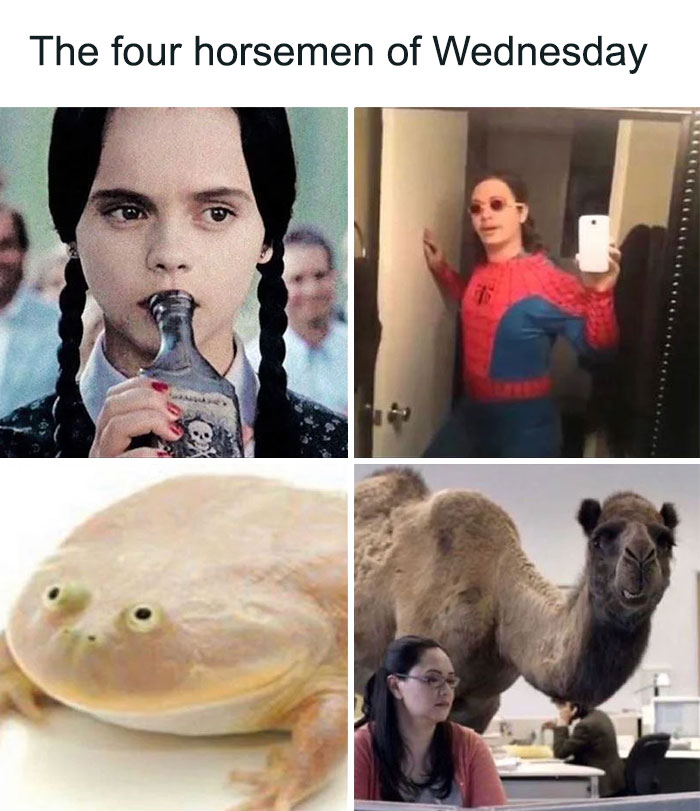 Four-panel meme depicting the humorous essence of Wednesday with Wednesday Addams, Spider-Man, a frog, and a camel.