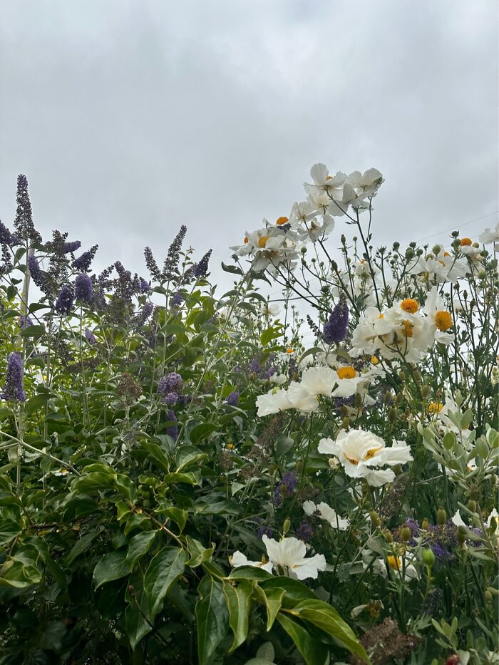 The Poppies Got To 10 Feet This Year