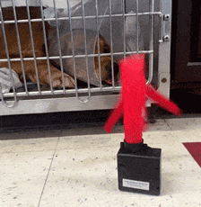 If Your Zoom Meetings Are Lacking A Certain Je Ne Sais Quoi, This Wacky Waving Inflatable Tube Guy Is Here To Bring The Fun (And Maybe A Little Chaos)