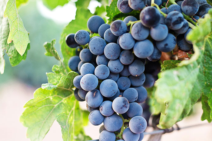 20 Interesantes datos históricos que no encontrarás en los libros de texto