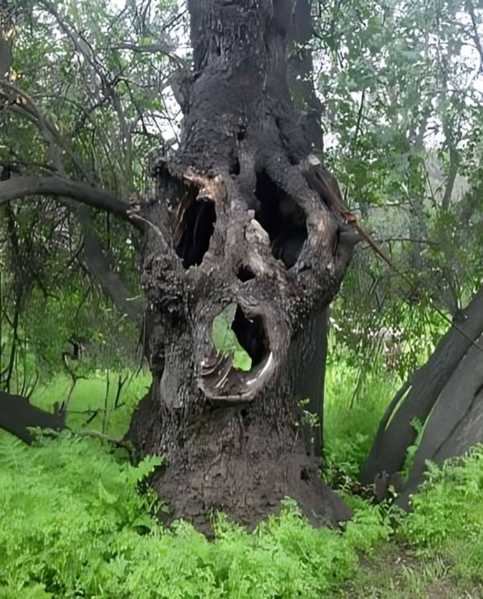 So I Was Walking In A Forest Near My City And Found This