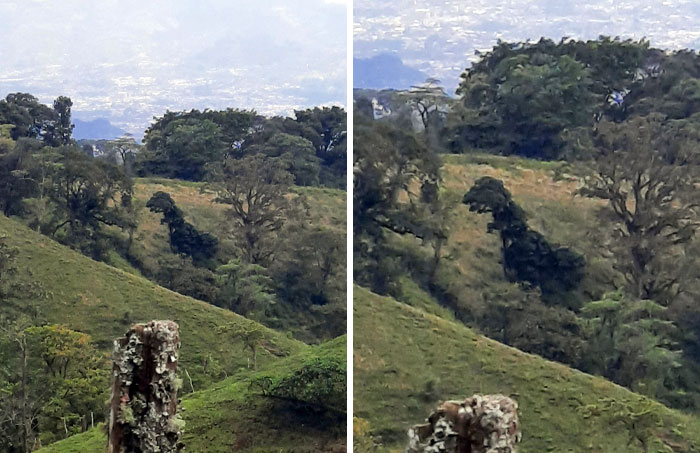 This Tree I Found While Hiking Looks Like A T-Rex