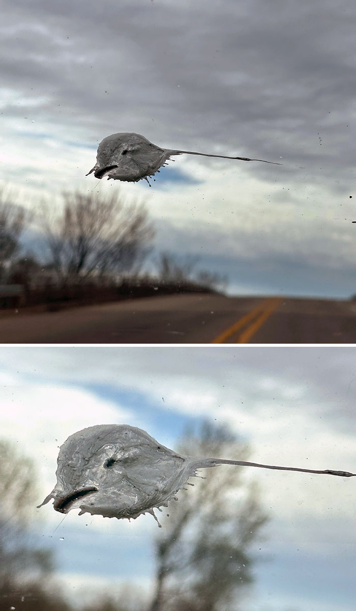 Bird Pooped On My Windshield… Left A Self-Portrait