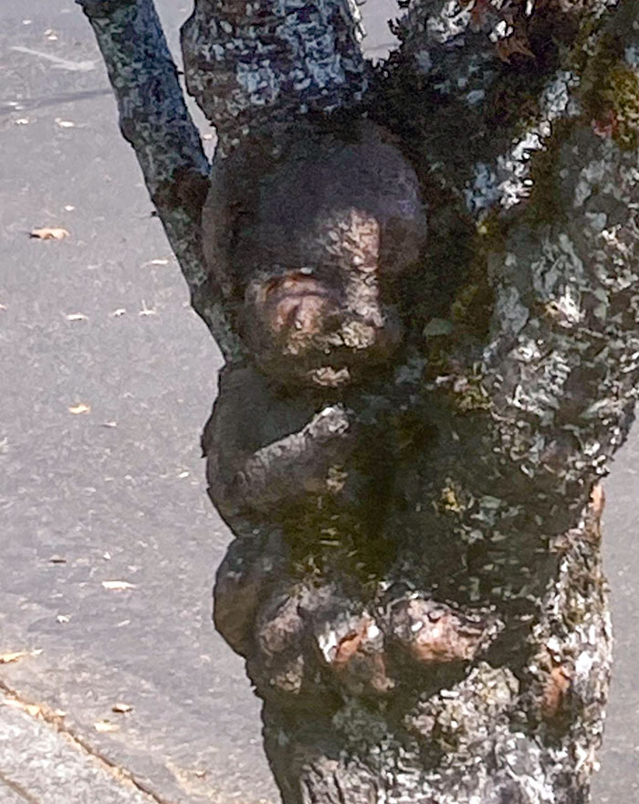 This Tree Looks Like It Has A Baby Growing Out Of It. I Checked It And I'm Pretty Sure It's All Tree, No Doll