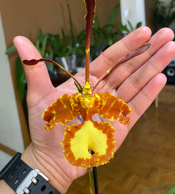 This Butterfly Orchid Flower With A Face On It