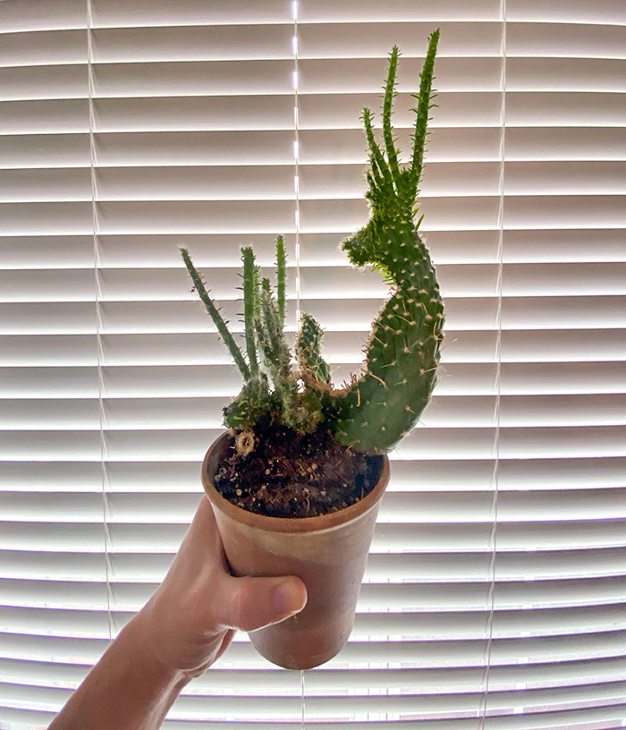 My Brother's Cactus Grew To Look Like A Deer