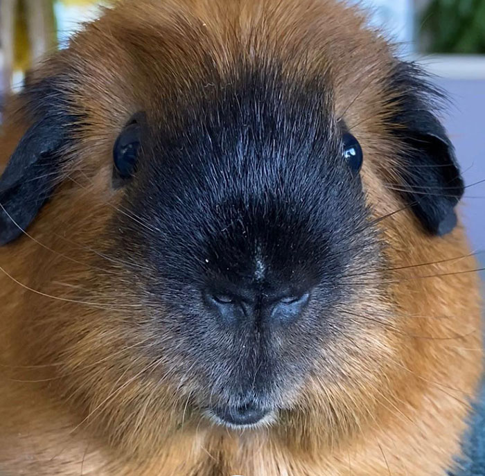 Guinea Pig's Muzzle Looks Like A Mandrill’s Face