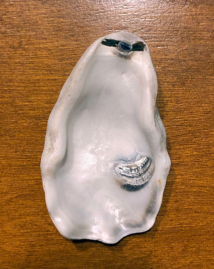 A Shell That Looks Like A Sloth