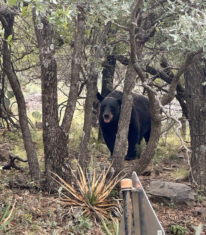 Saw A Bear In Big Bend National Park Today! About 30 Feet Away. Luckily, We Were In The Car