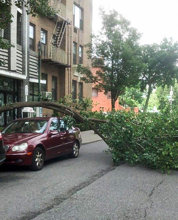 I Saw This In Brooklyn, NY This Morning. Very Lucky