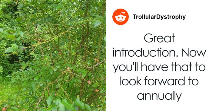 Woman Heartbroken After Chat With Neighbors Leads Them To Destroy Her Blueberry Harvest