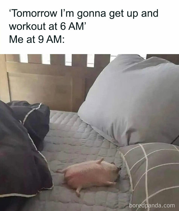 Hedgehog asleep on bed with text about plans to wake up early, depicting a relatable meme moment.