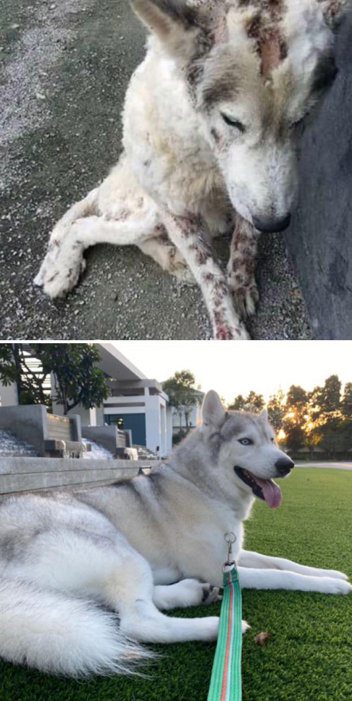 Our Beautiful Rescue Boy. His Name Is Kung Fu