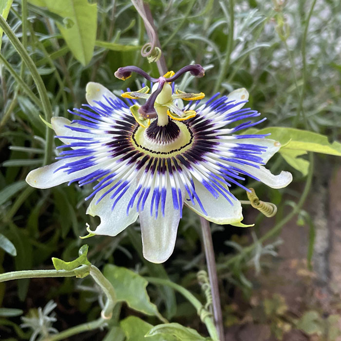 I Saw A Passion Flower In My Yard This Morning