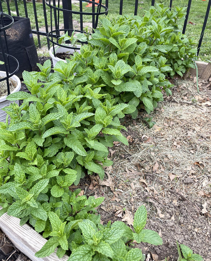 My Mint Patch Is Just Peacefully Coexisting