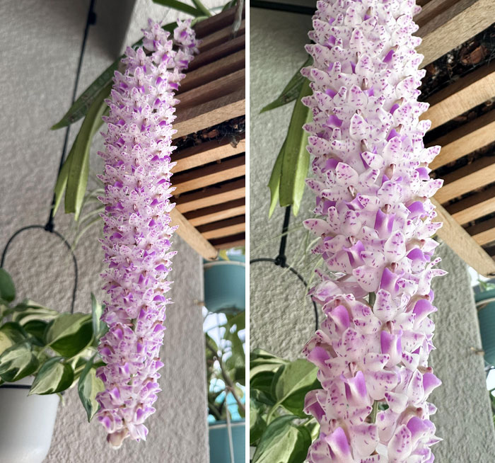 My 2nd And Best Bloom! The Last Time This Bloomed, I Went On Vacation And The Whole Plant Almost Decayed. Now I Have Roughly 100 Flowers And I’m Sticking Around To Keep Them Alive