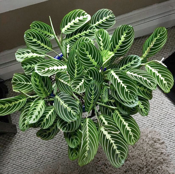 Sometimes I Just Stare Into These Leaves And Let My Mind Go