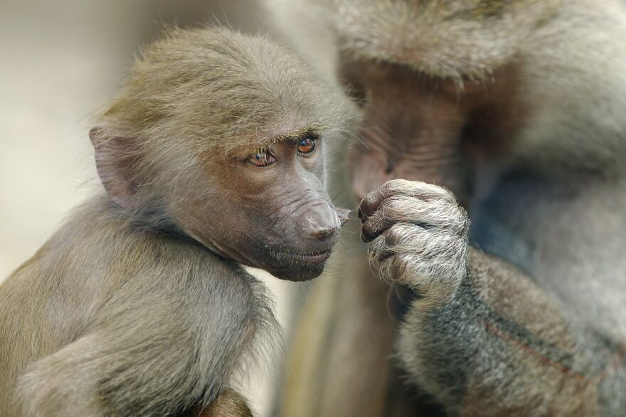 I Took 11 Photos Of Animal Hands