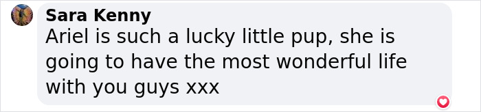 6-Legged ‘Mermaid’ Dog Was Finally Adopted By Surf Instructors For People With Disabilities 6-Legged ‘Mermaid’ Dog Was Finally Adopted By Surf Instructors For People With Disabilities