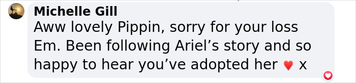 6-Legged ‘Mermaid’ Dog Was Finally Adopted By Surf Instructors For People With Disabilities 6-Legged ‘Mermaid’ Dog Was Finally Adopted By Surf Instructors For People With Disabilities