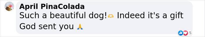 A Woman Lays Her Dear Old Dog To Rest When Suddenly Abandoned Puppy Appears Out Of Nowhere