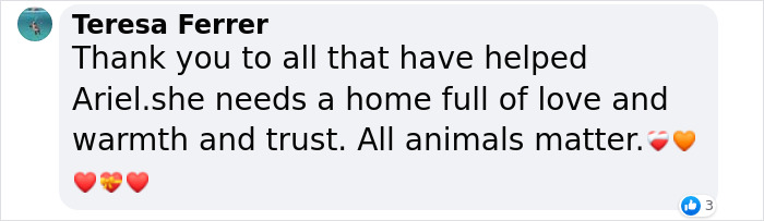 6-Legged ‘Mermaid’ Dog Was Finally Adopted By Surf Instructors For People With Disabilities 6-Legged ‘Mermaid’ Dog Was Finally Adopted By Surf Instructors For People With Disabilities