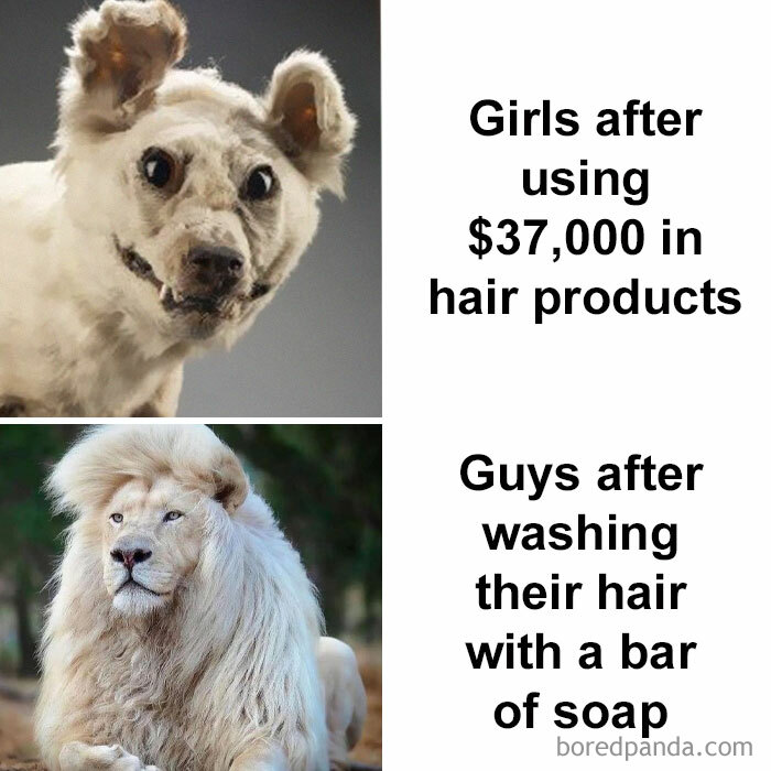 Humorous meme comparison with scruffy dog and majestic lion, highlighting contrast in hair care results.