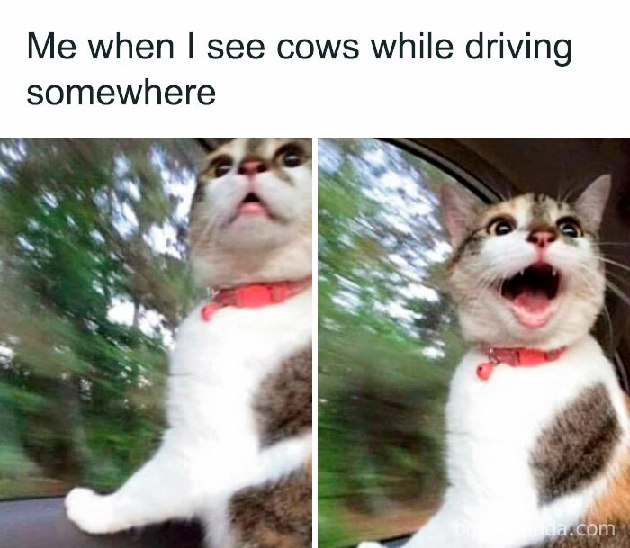 A cat meme showing surprise and excitement while looking out a car window.