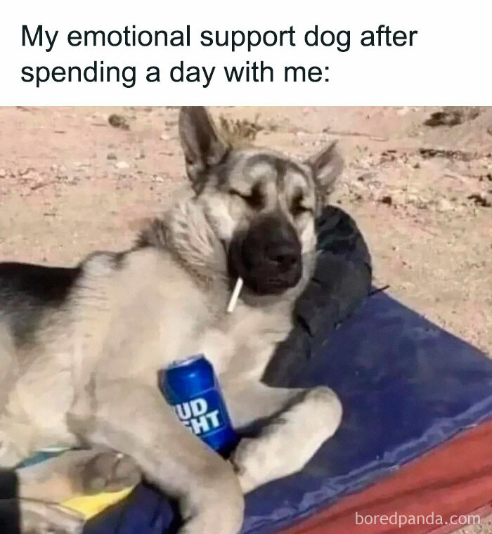 A funny meme of a relaxed dog with a stick in its mouth and a can, lounging on a beach towel.