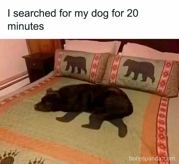 Dog humorously camouflaged on a bear-themed quilt, creating a funny visual confusion.