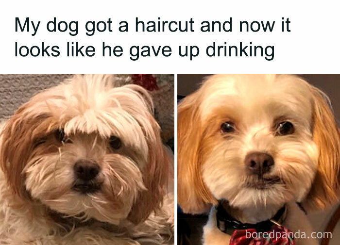Dog before and after haircut, with humorous caption about the transformation being funny.