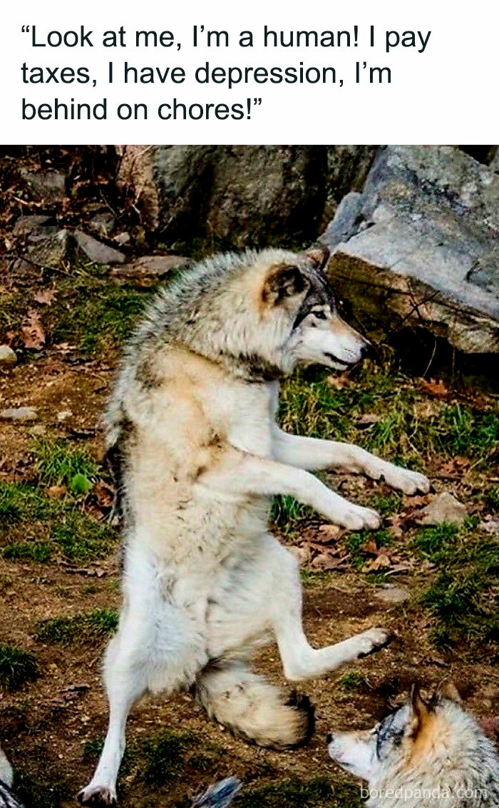 Wolf standing humorously on hind legs in the forest, mimicking human behavior, embodying a funny meme concept.