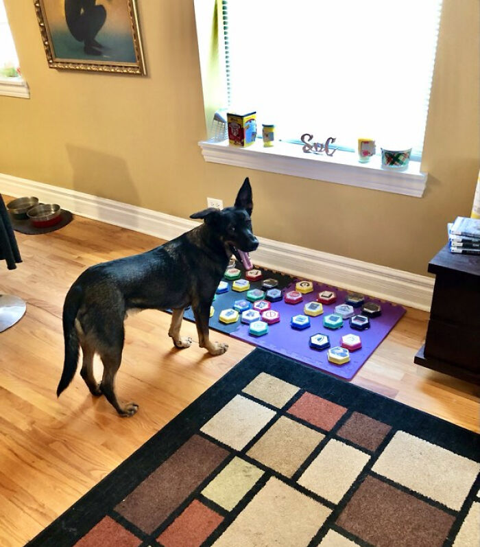 Ryda Has A Vocabulary Of 40 Word Buzzers (Others Are Around The House). He Can Be Somewhat Demanding And Opinionated At Times