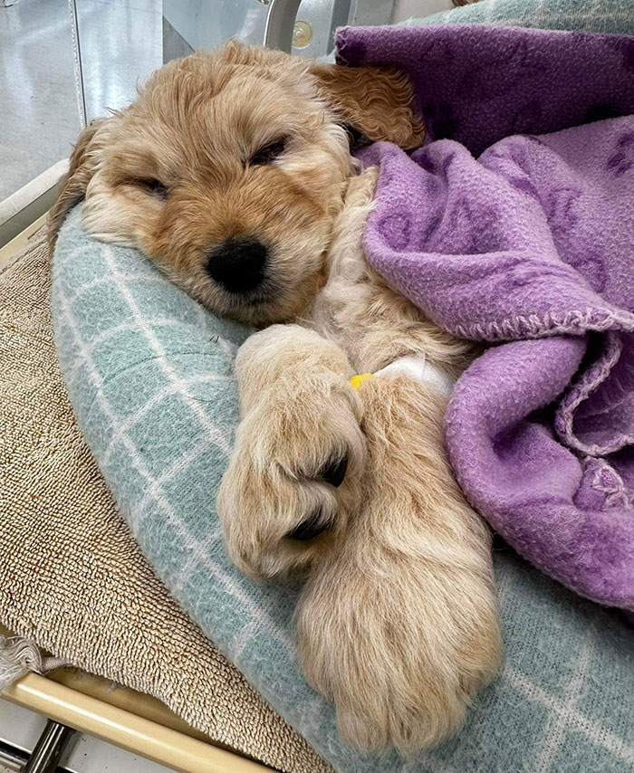 Vet Applauded For Response After Owner Brings In Seven-Week-Old Puppy To Be Put Down Vet Applauded For Response After Owner Brings In Seven-Week-Old Puppy To Be Put Down