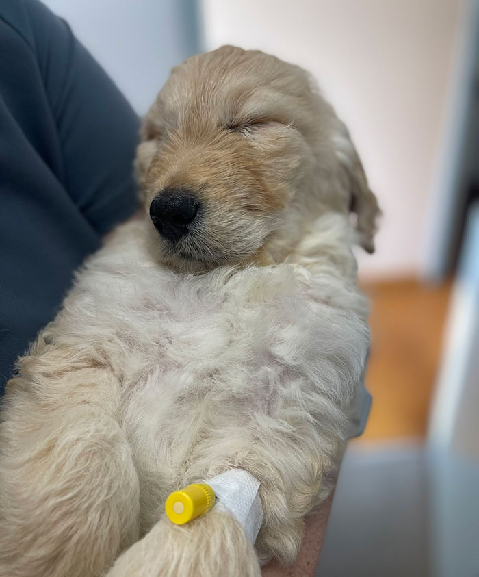 Vet Applauded For Response After Owner Brings In Seven-Week-Old Puppy To Be Put Down Vet Applauded For Response After Owner Brings In Seven-Week-Old Puppy To Be Put Down