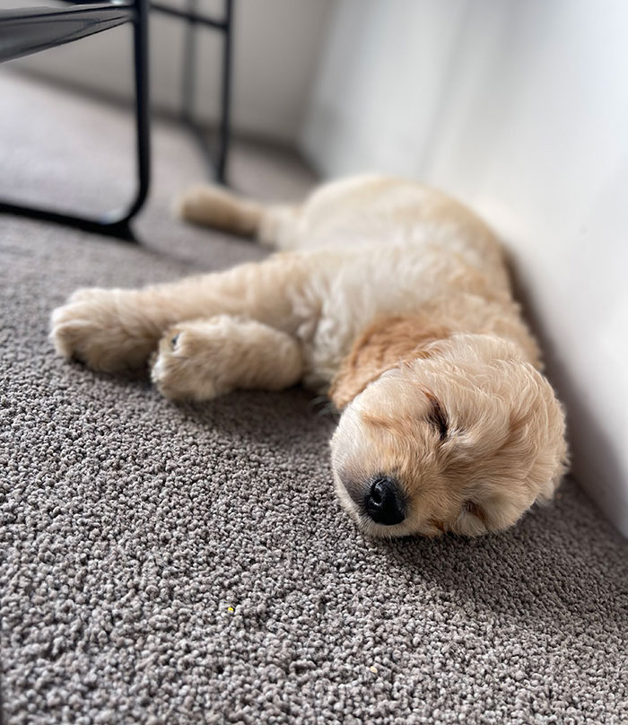 Vet Applauded For Response After Owner Brings In Seven-Week-Old Puppy To Be Put Down Vet Applauded For Response After Owner Brings In Seven-Week-Old Puppy To Be Put Down