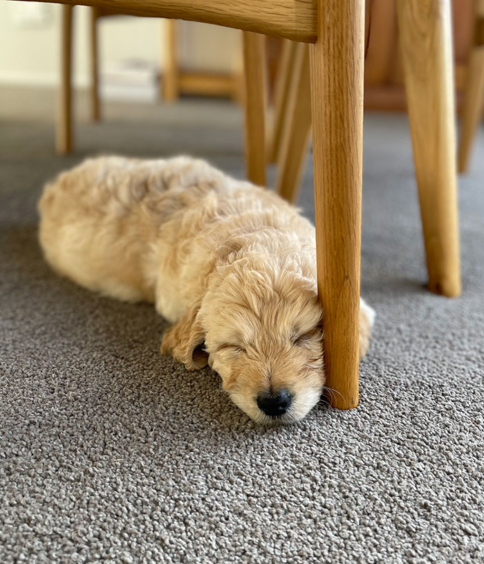 Vet Applauded For Response After Owner Brings In Seven-Week-Old Puppy To Be Put Down Vet Applauded For Response After Owner Brings In Seven-Week-Old Puppy To Be Put Down