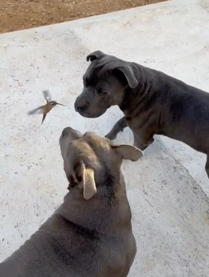 Friendship Between Two Pit Bulls And Wild Hummingbird Is Melting Hearts Online Friendship Between Two Pit Bulls And Wild Hummingbird Is Melting Hearts Online