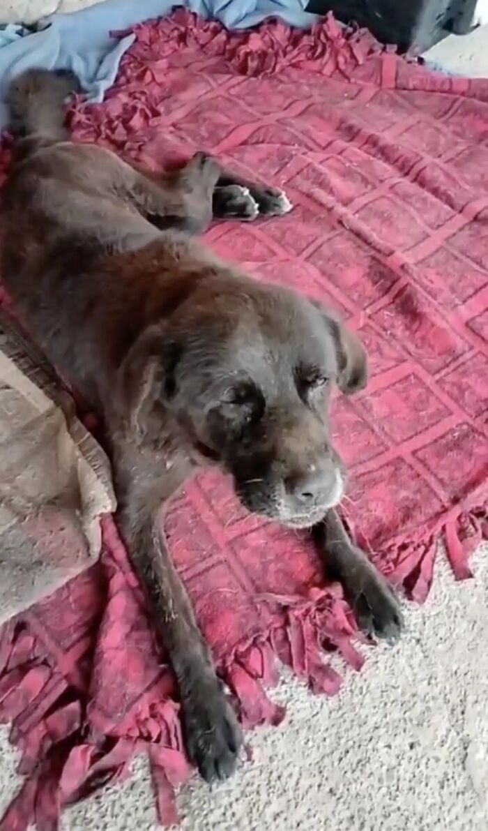 A Woman Lays Her Dear Old Dog To Rest When Suddenly Abandoned Puppy Appears Out Of Nowhere