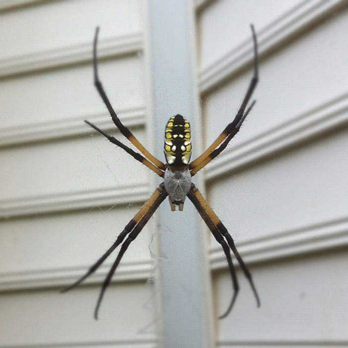 Spider with yellow and black markings on its web near a house exterior illustrating stereotypes about home countries.
