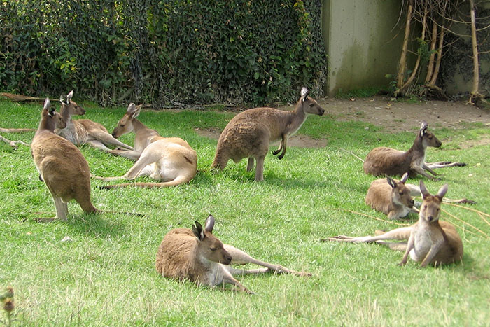 A group of kangaroos resting on grass, illustrating common stereotypes about people’s home countries.