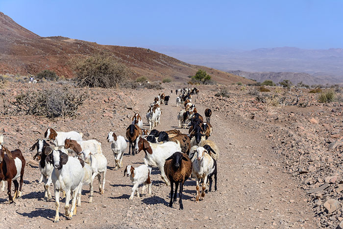 Herd of goats walking along a rocky, arid dirt path in a dry mountainous landscape, representing home country stereotypes.