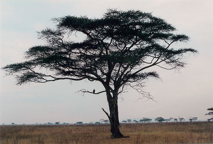 Acacia tree in a vast savanna landscape with a bird perched on a branch, illustrating stereotypes about home countries.