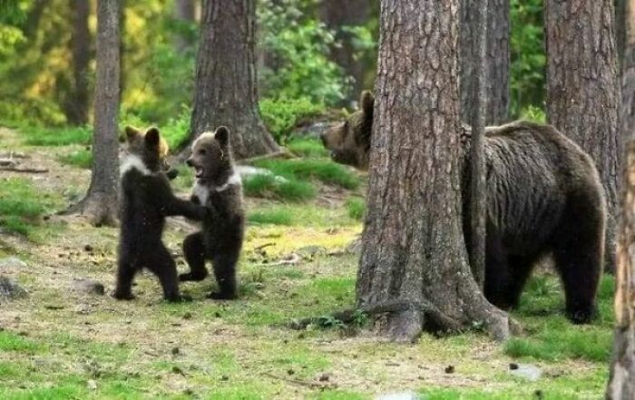 Tres oseznos danzando en medio del bosque