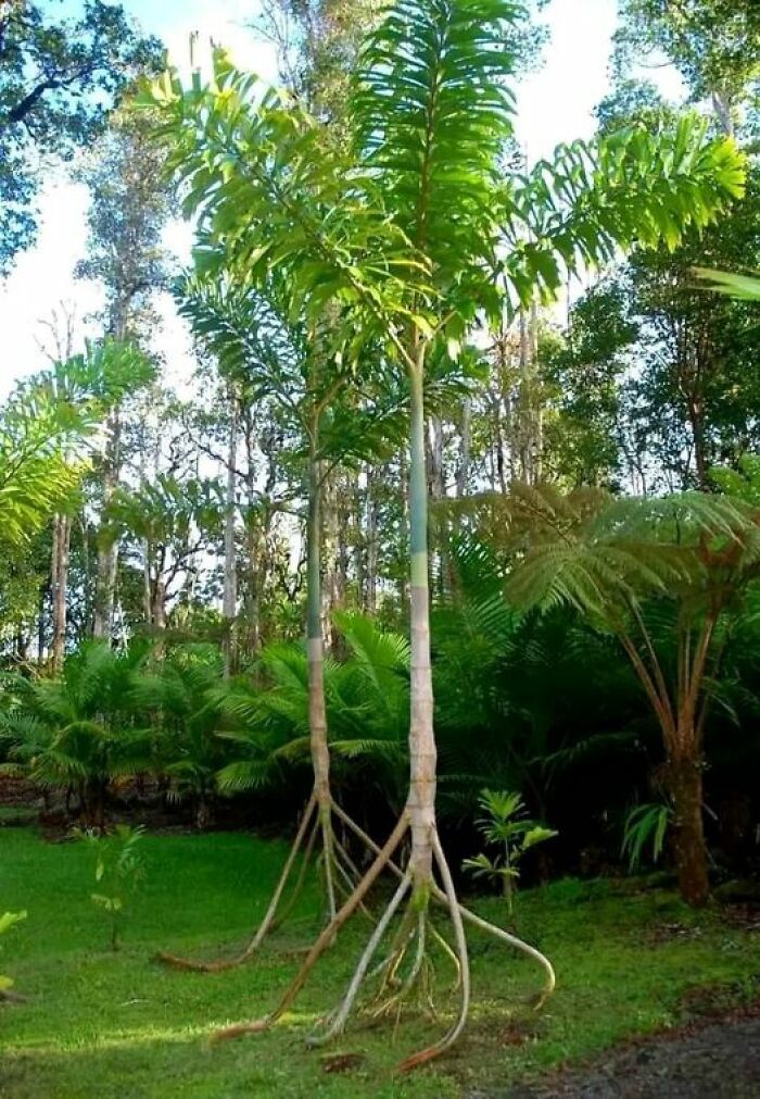 Se llama palmera caminante porque realmente camina. Cuando elige un lugar al que dirigirse, desarrolla nuevas raíces en esa dirección y deja que las raíces que quedan atrás mueran.