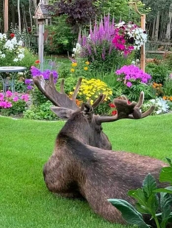 Mirando por la ventana de mi sala de estar. Verano en Alaska: foto de Bonnie Sturn