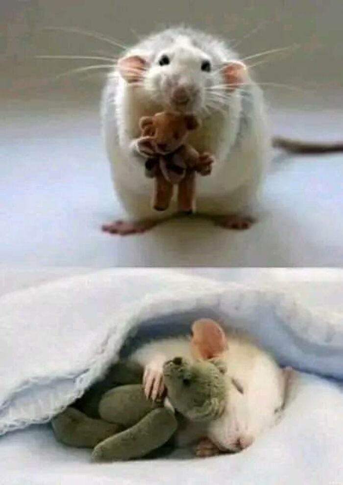 Para cualquiera que se sienta un poco triste, aquí hay una foto de una mujer que hace ositos de peluche para su rata mascota