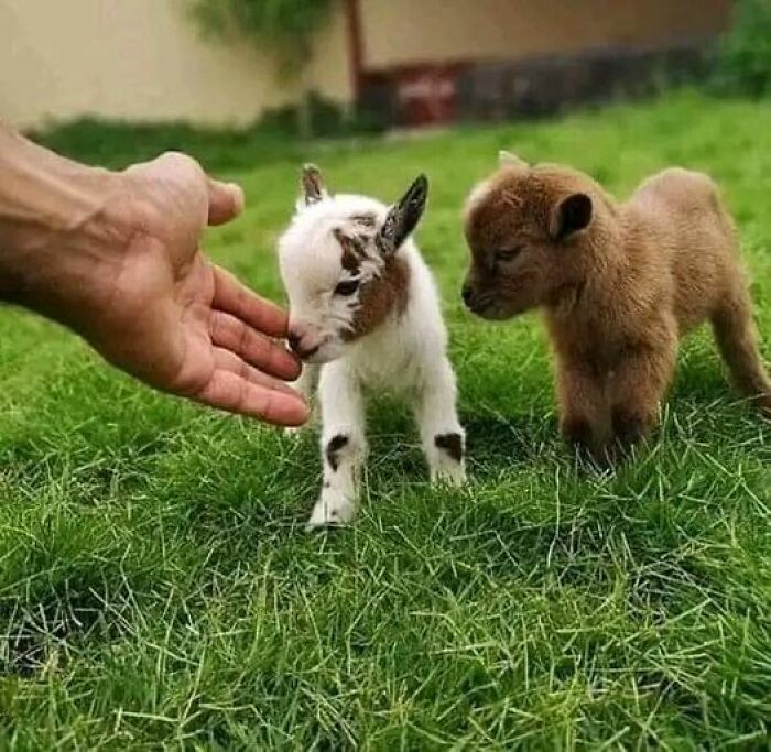 Cabras enanas nigerianas