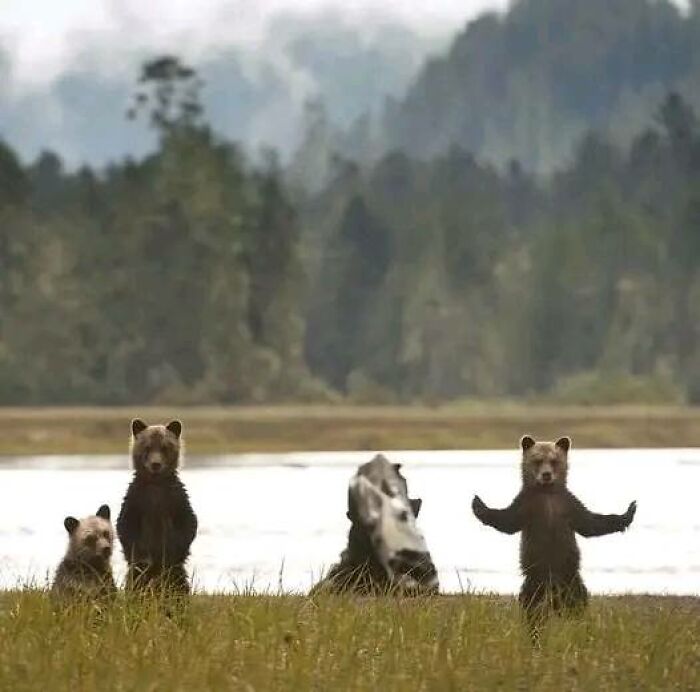 Bear Cubs Challenging A Wildlife Photographer